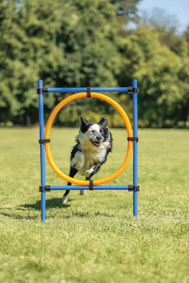 TRIXIE Fun Agility Hunde-Trainingsring